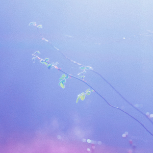 欧美自慰che精猛男
